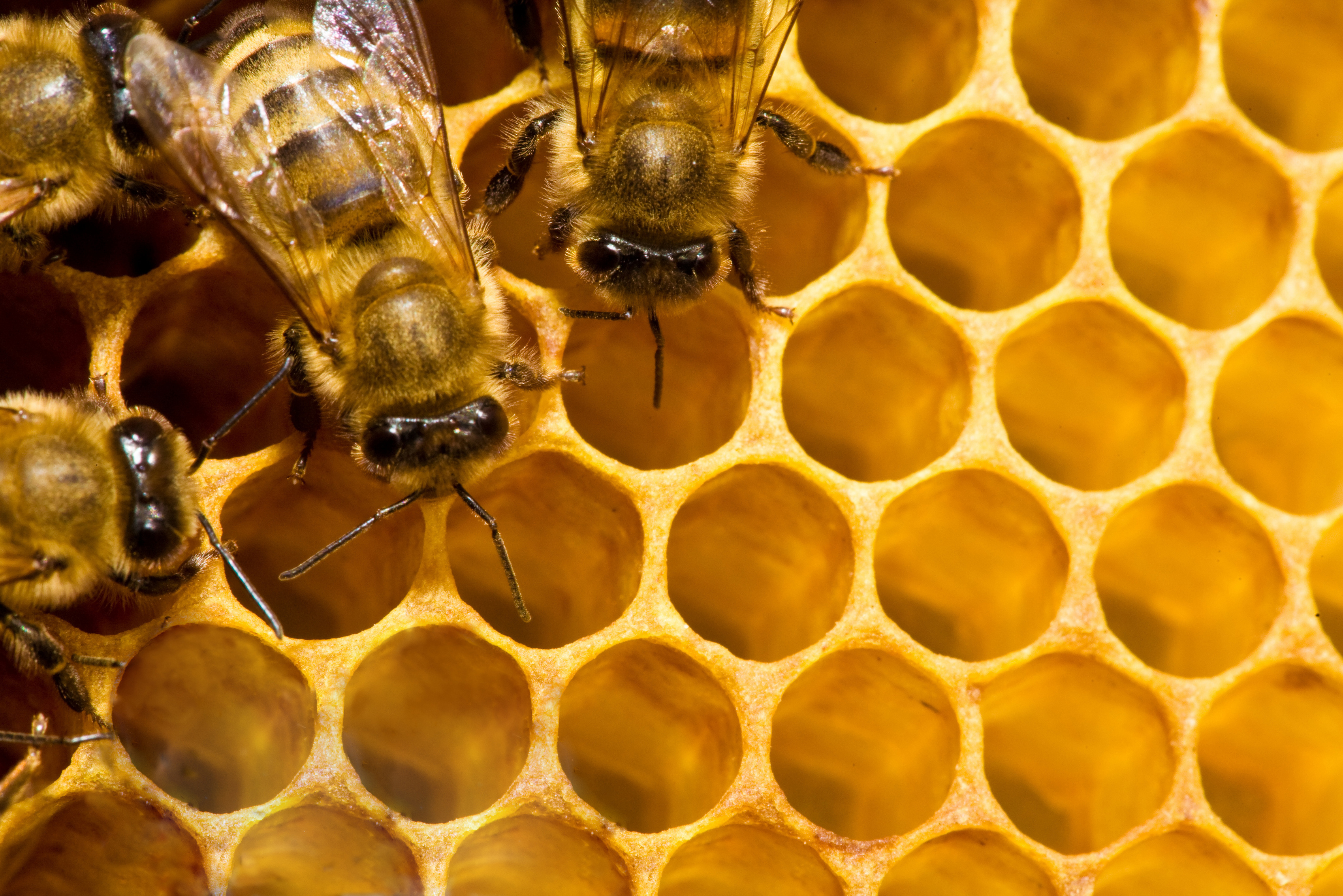 Objevte sílu včelího propolisu