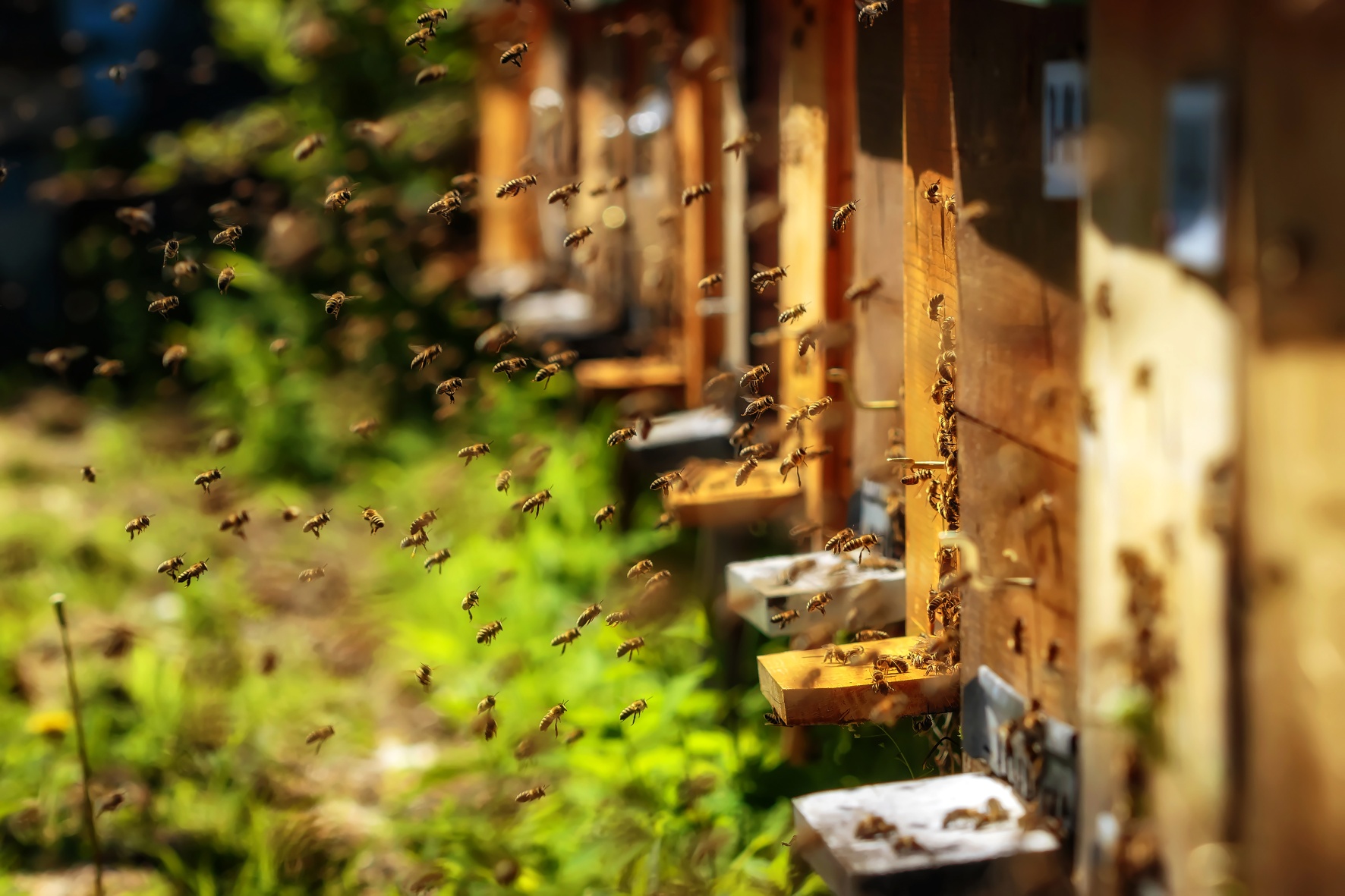 Apiterapie aneb léčba prostřednictvím včel není vždy jen o medu a propolisu